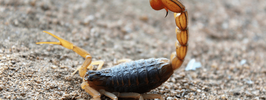 How to seal your home from scorpions - Insectek Pest Solutions