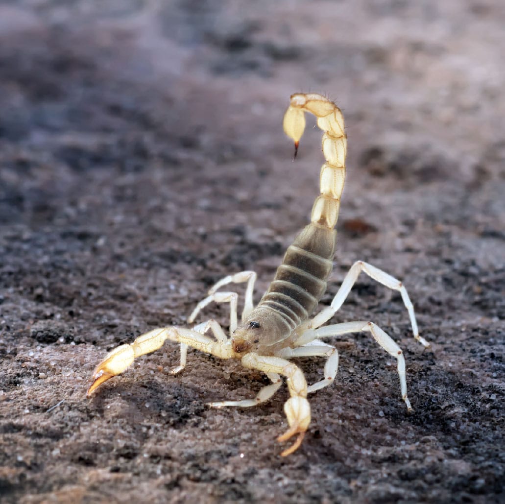 Arizona scorpion season gives us a look at their family dynamic