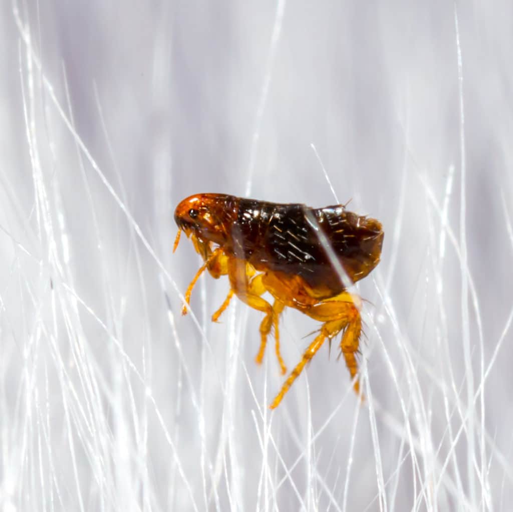 Fleas Insectek Pest Solutions