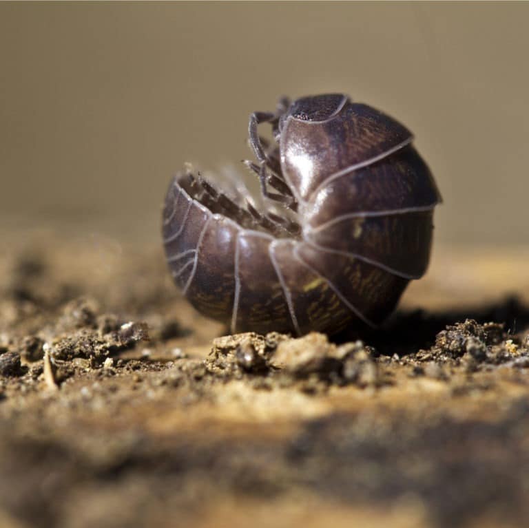 Pill Bugs – Insectek