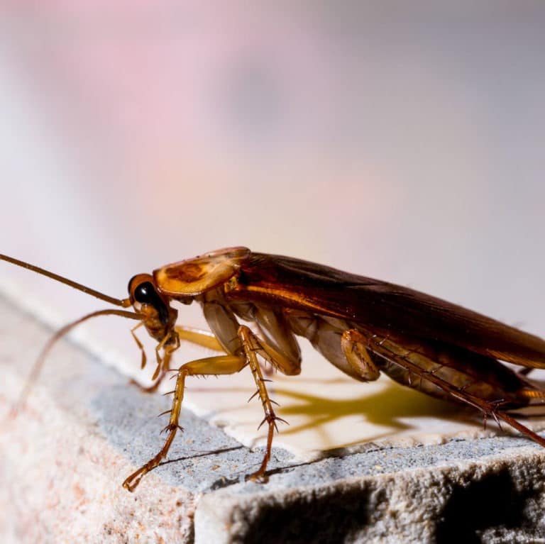 Cockroach Pest Control in Phoenix, Arizona Insectek Pest Solutions