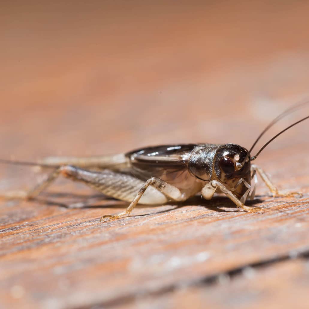 Cricket Pest Control in Phoenix, Arizona