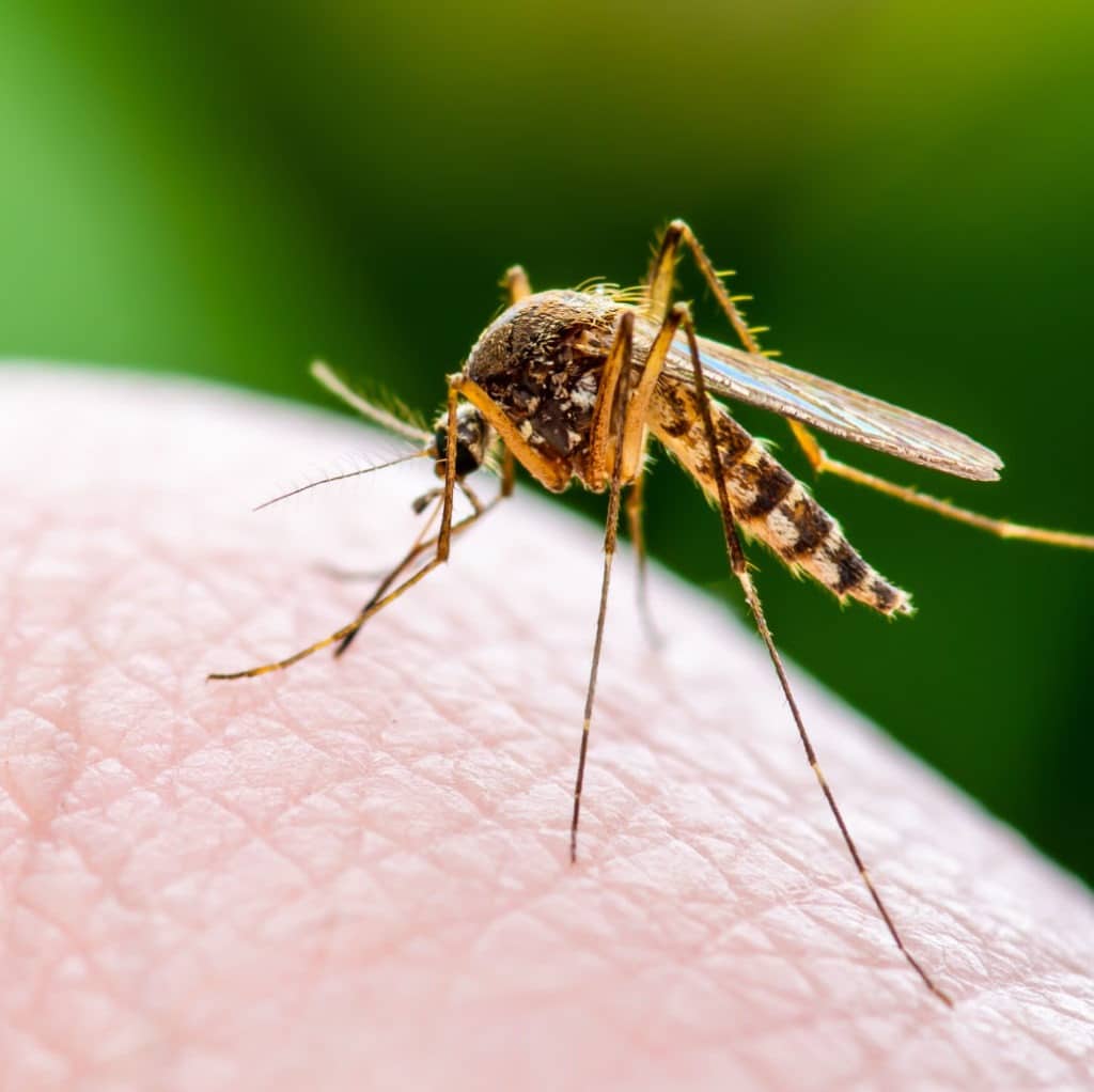 Mosquitos - Insectek Pest Solutions