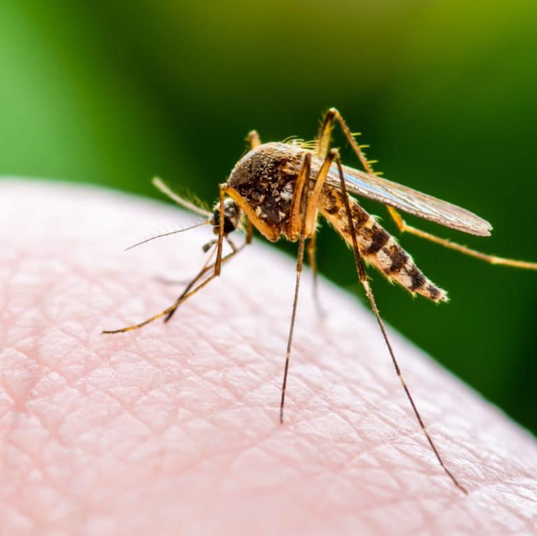 Mosquito Pest Control