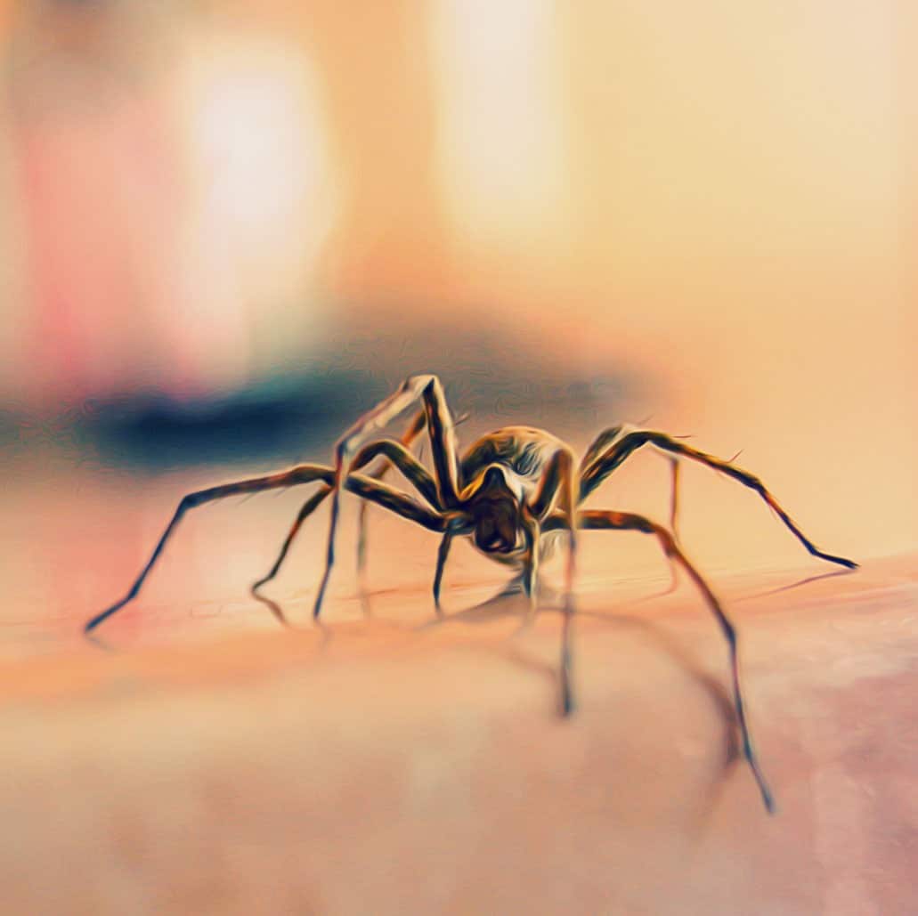 House Spiders In Utah