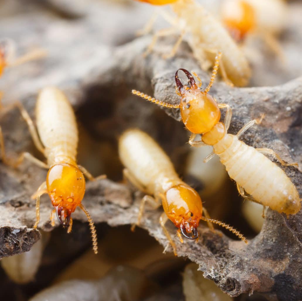 Termite Pest Control In Phoenix Arizona Insectek Pest Control