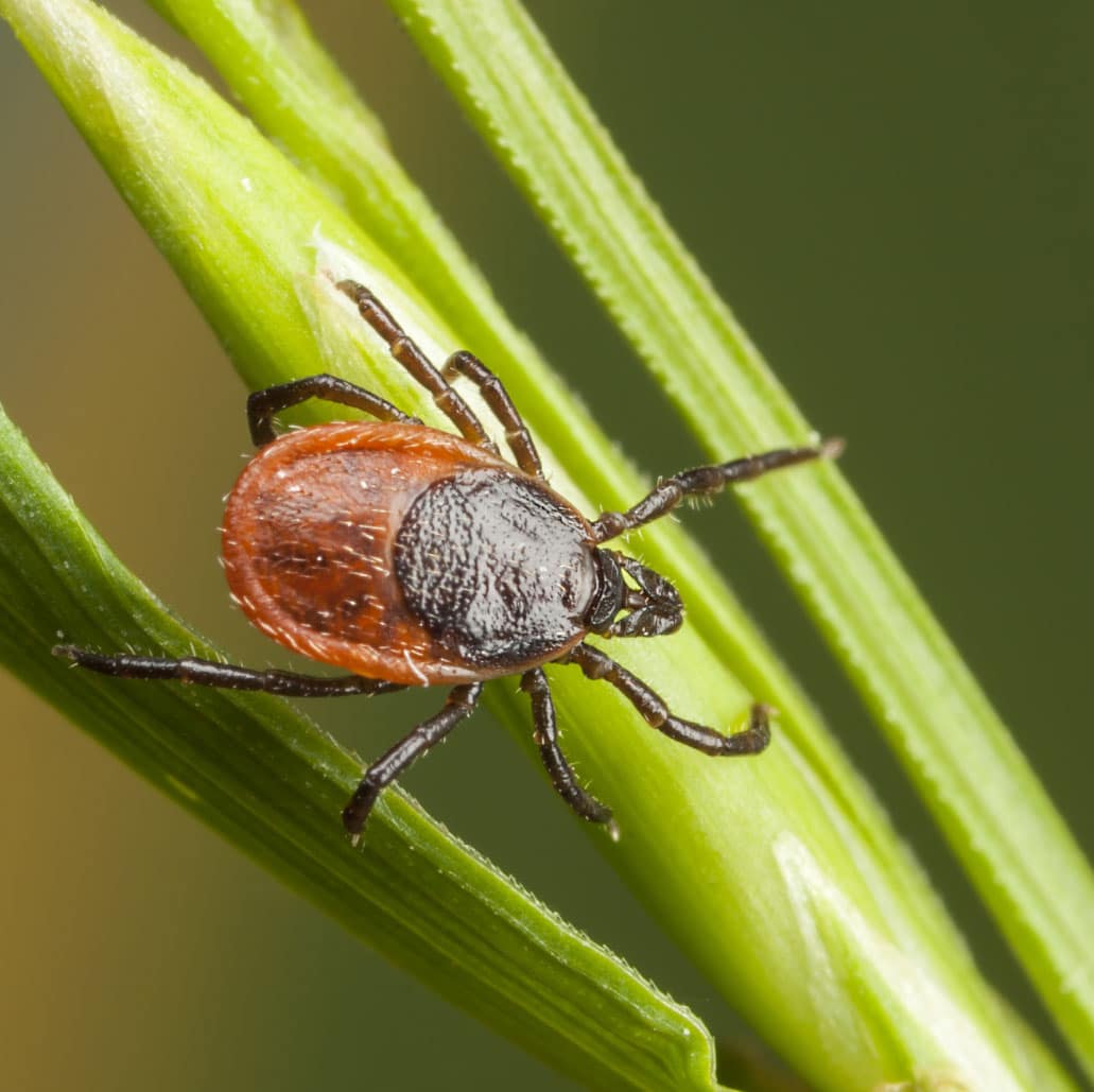 Tick Pest Control – Insectek