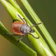 Ticked Off How Tick Pest Control Keeps Your Yard Safe