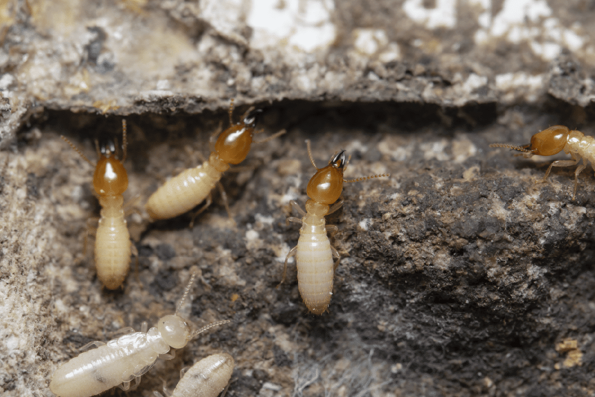 11 Common Pests to be Aware of in Arizona - Insectek Pest Solutions
