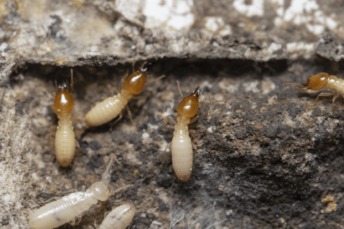 What Are The Damaging Effects of Pests?