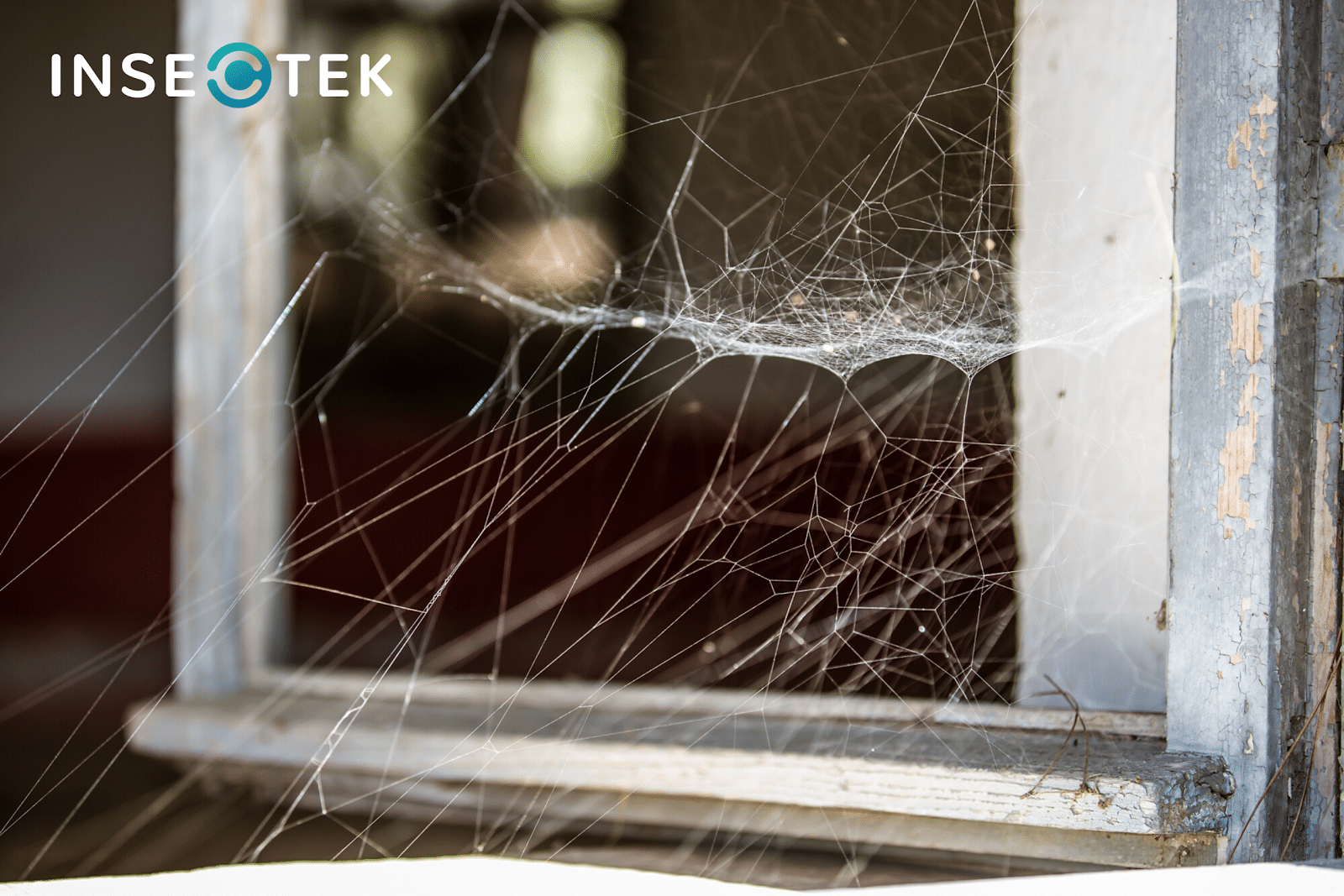 Spider webs in a window sill