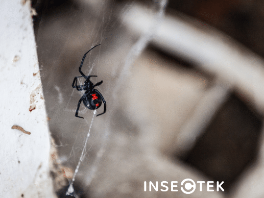 Female Black Widow in Web