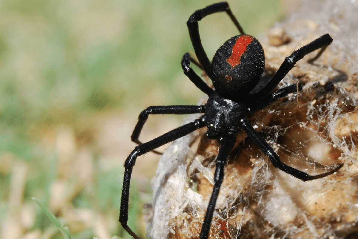 how to get rid of black widows year round