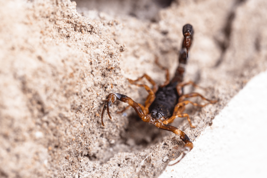 10 Facts about the Arizona Bark Scorpion Insectek Pest Solutions
