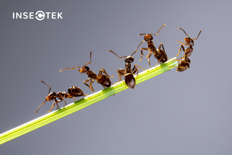 Ants on grass blade