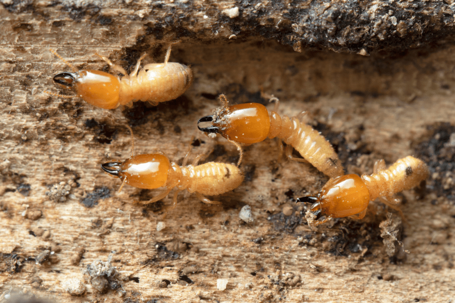 Arizona’s Three Most Common Types of Termites Insectek Pest Solutions