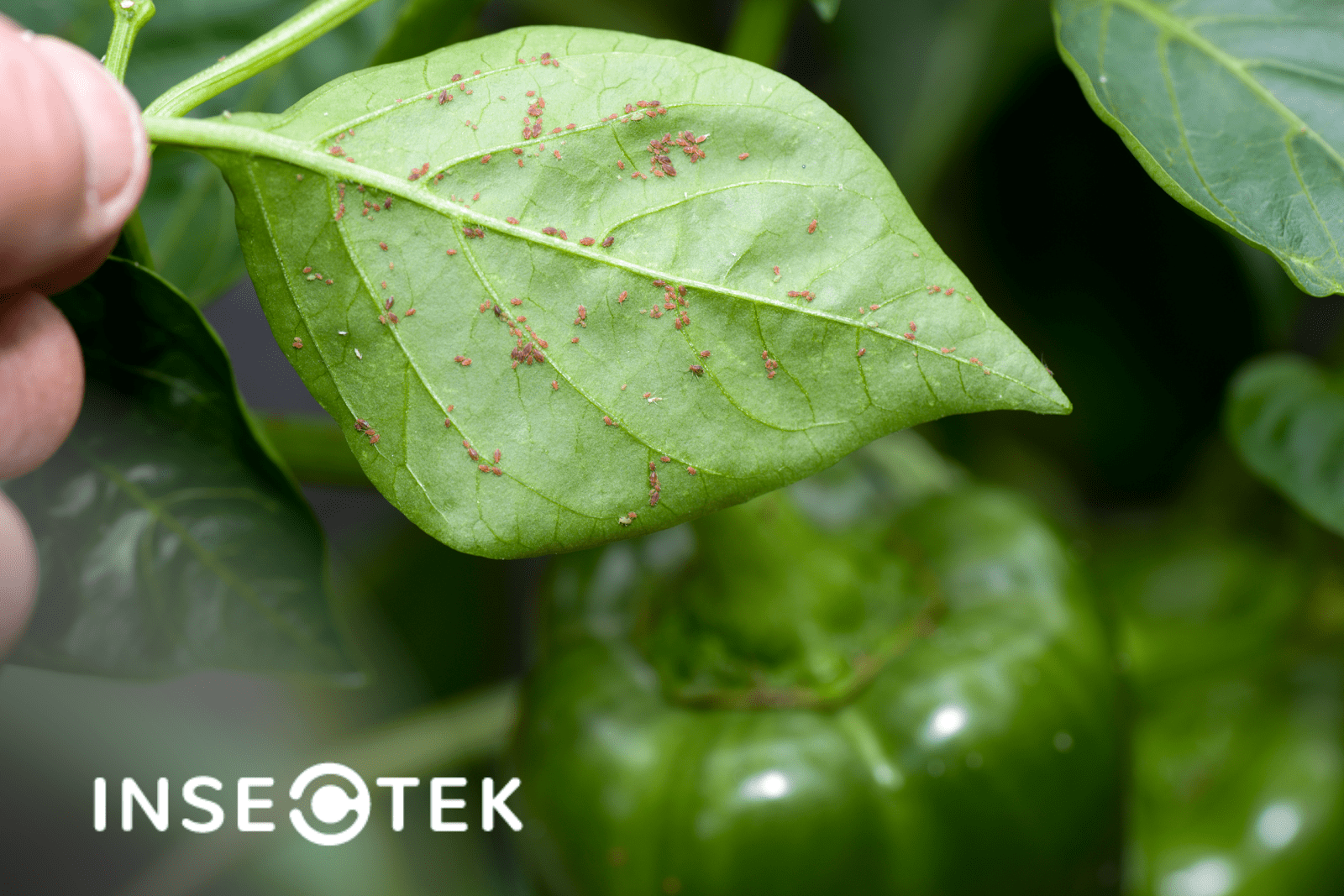 Aphids: The Tiny Bugs Eating Your Plants - Insectek Pest Solutions