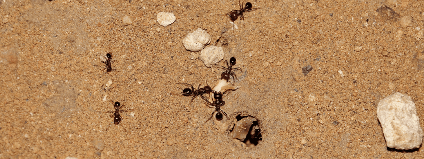 ants outside near nest