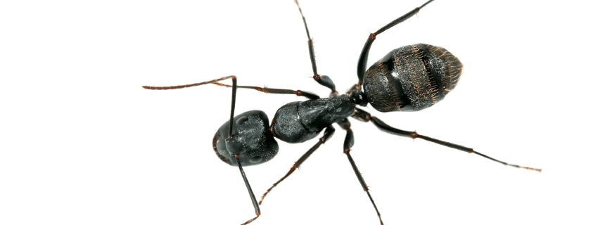 ant indoors