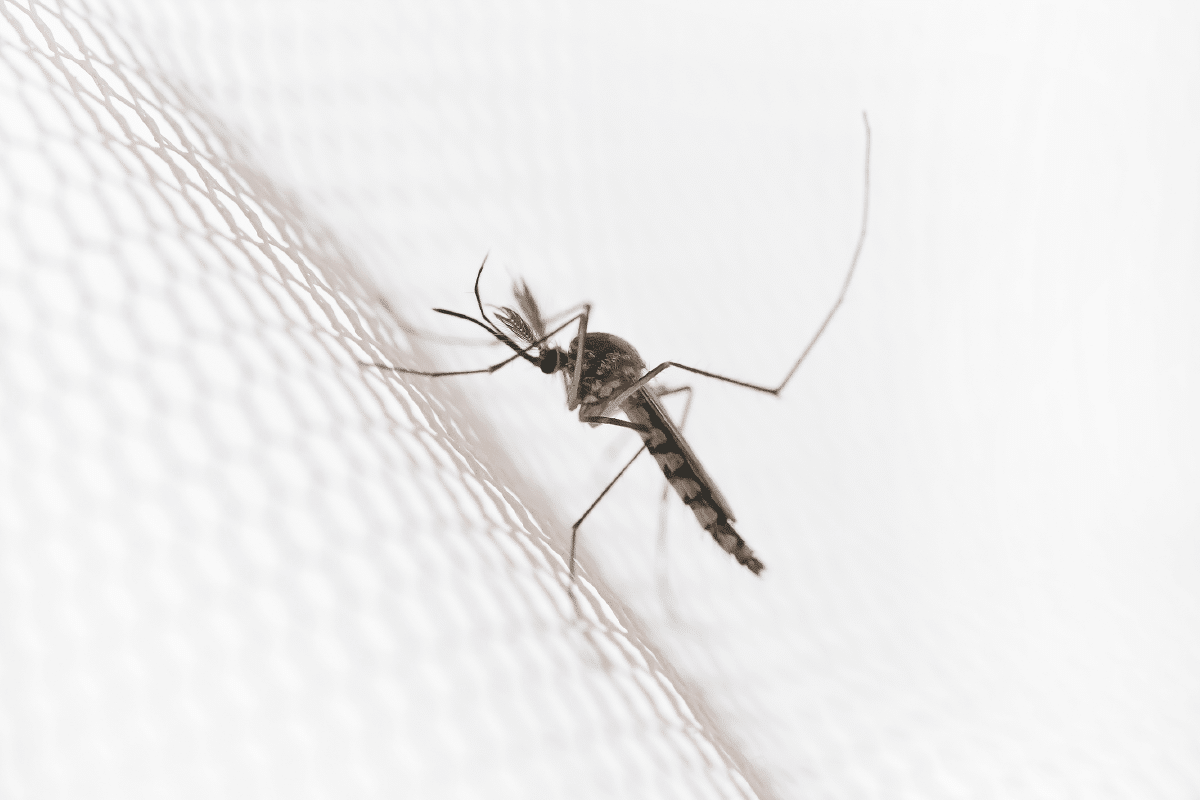 Mosquito on net