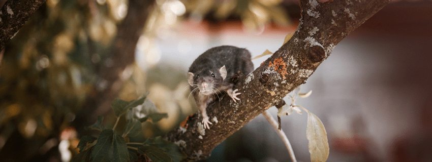 Rat on a tree