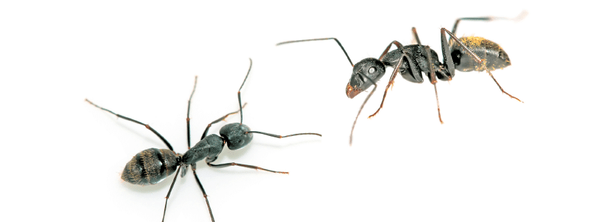2 ants