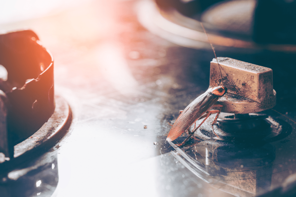 Does Electronic Pest Control Work? Insectek Pest Solutions