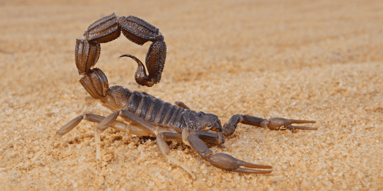 scorpion sting symptoms duration