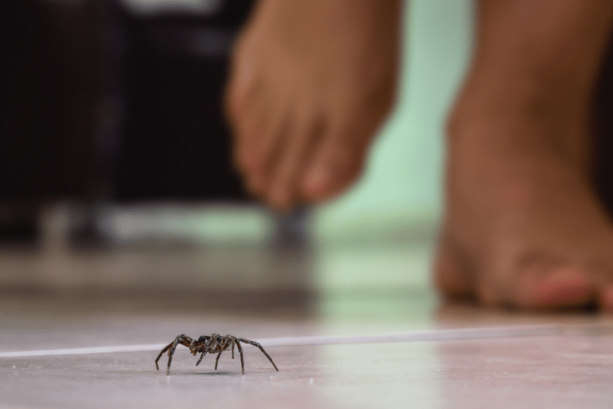 Common House Spiders To Know And When You Need Pest Control
