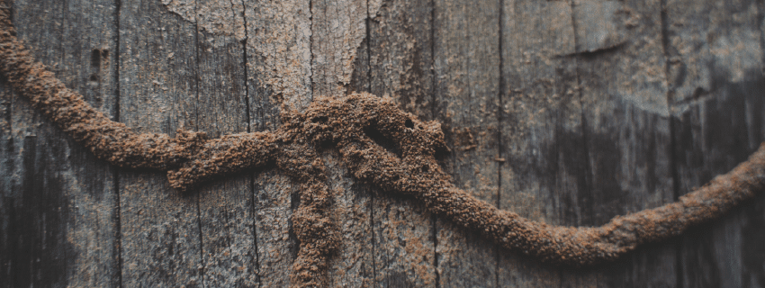 Termite Infestation 101: Recognizing Mud Tubes and More - Insectek Pest ...