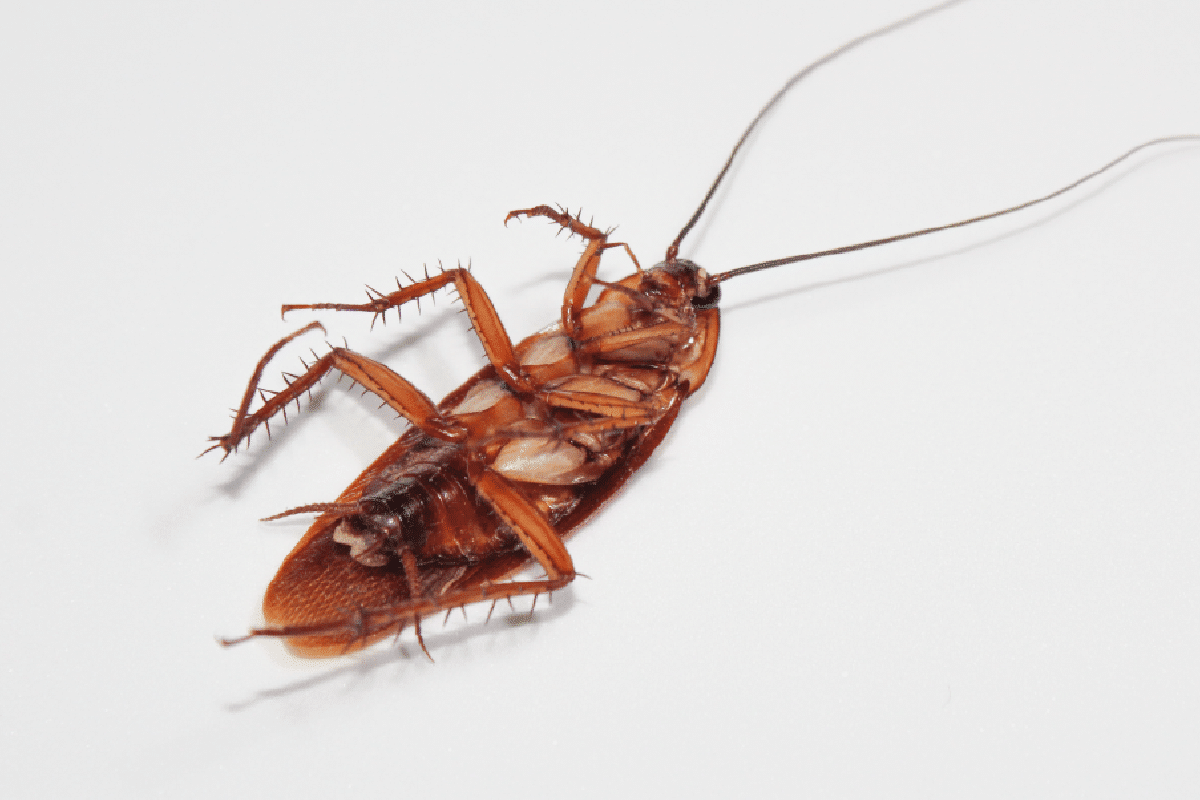 Control Cockroaches In and Around Your Home