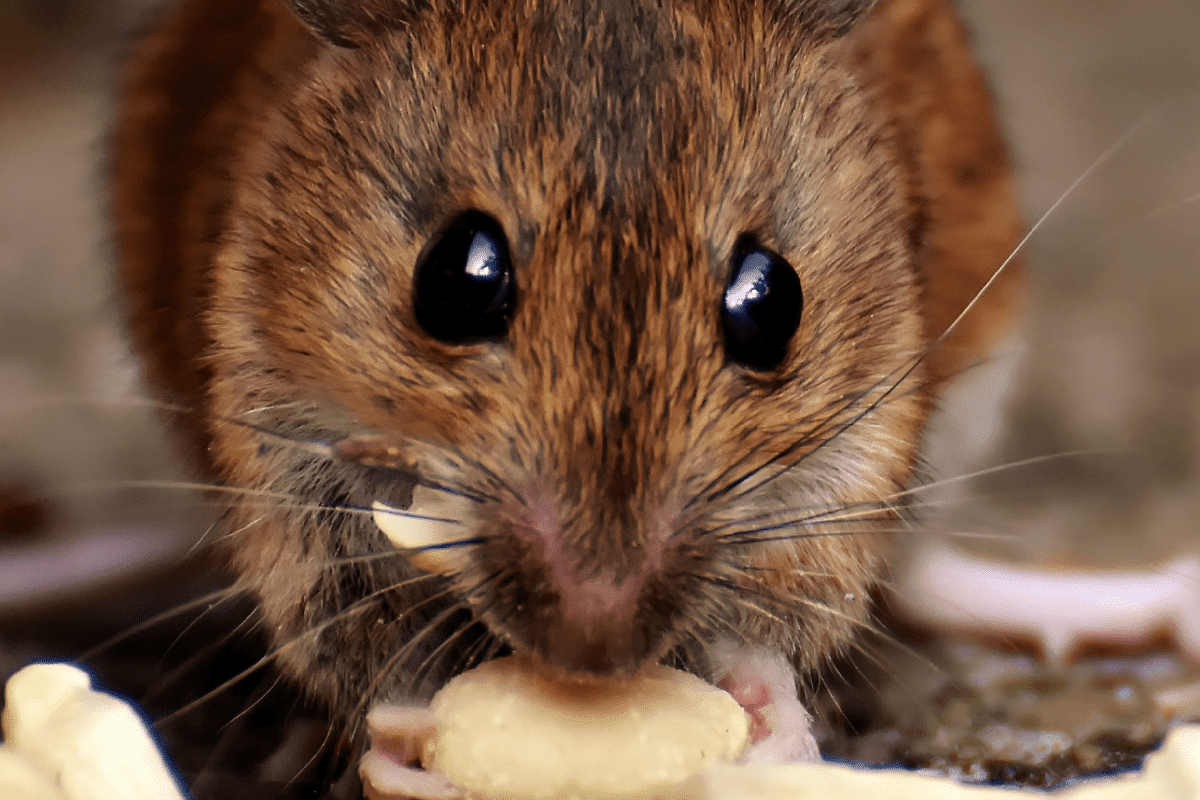 how to get rid of mice