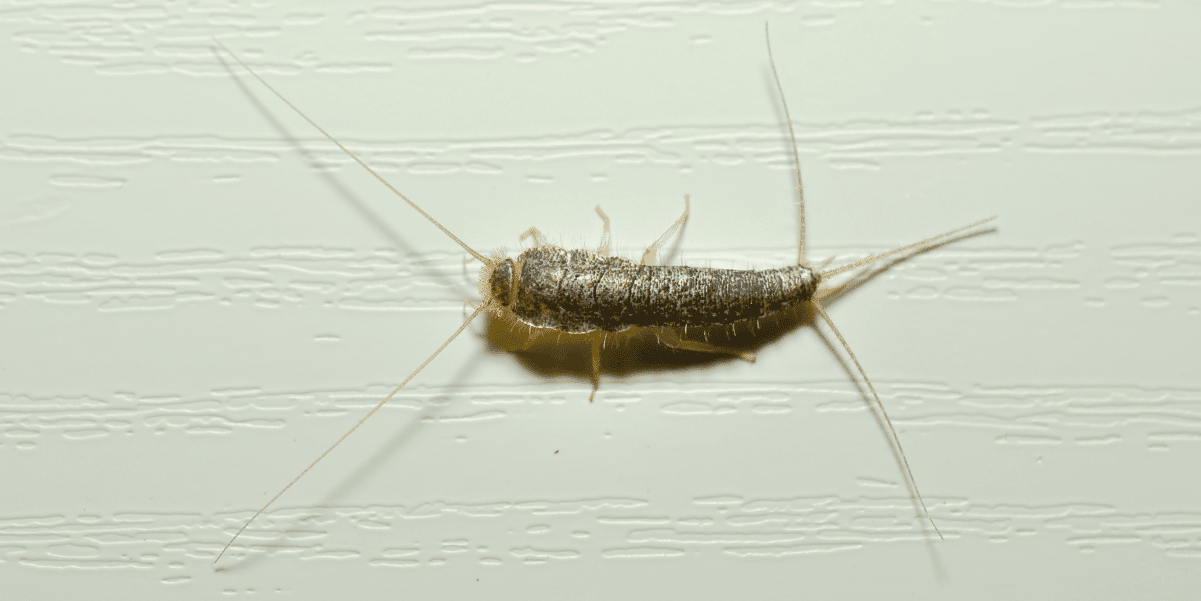 Home Remedies To Get Rid Of Silverfish Naturally