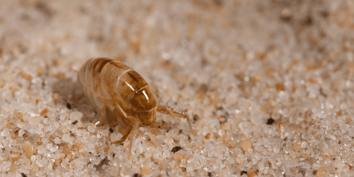 Sand Flea at The Fly Shop