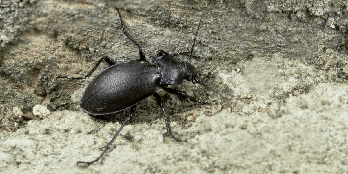 How to Get Rid of Ground Beetles - Insectek Pest Solutions