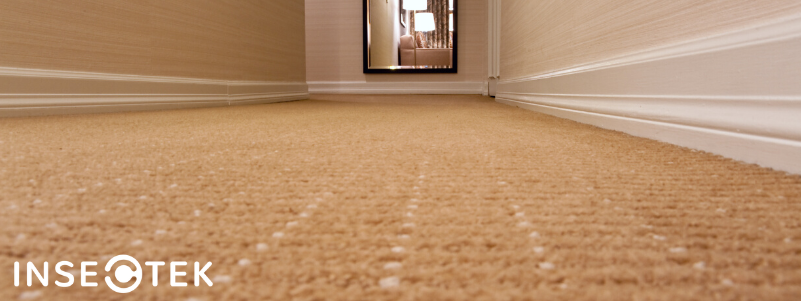 How To Get Rid Of Carpet Beetles Insectek Pest Solutions