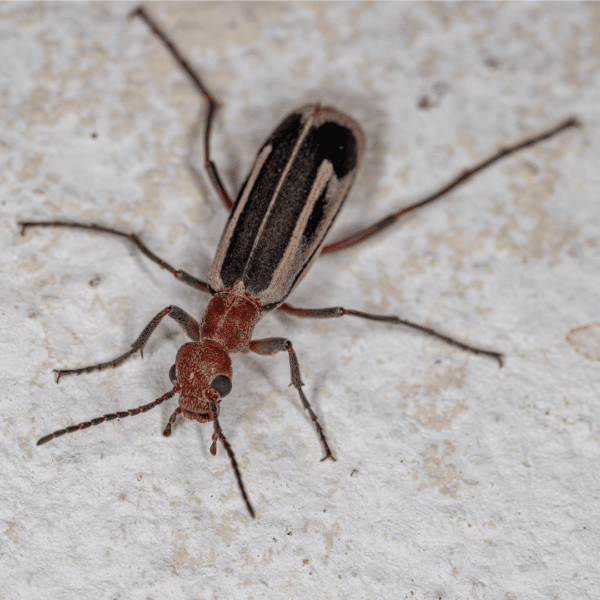 Beetle Pest Control in Phoenix, Arizona Insectek Pest Solutions