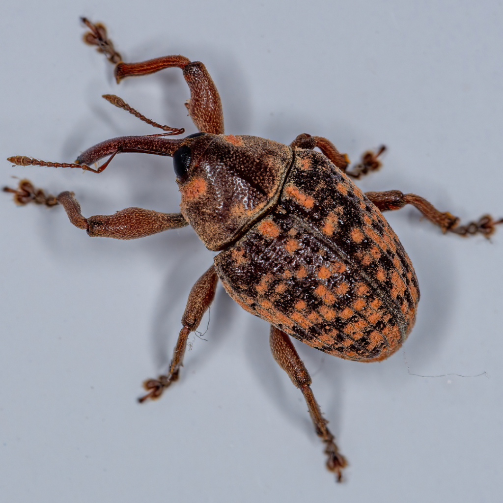 Weevil Beetle