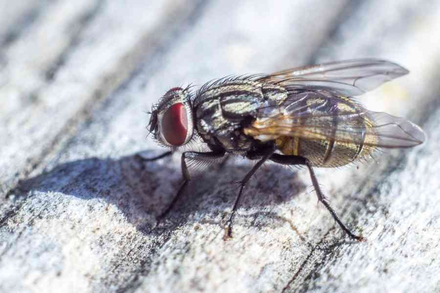 How Do You Get Rid Of Flies Outside? – Forbes Home