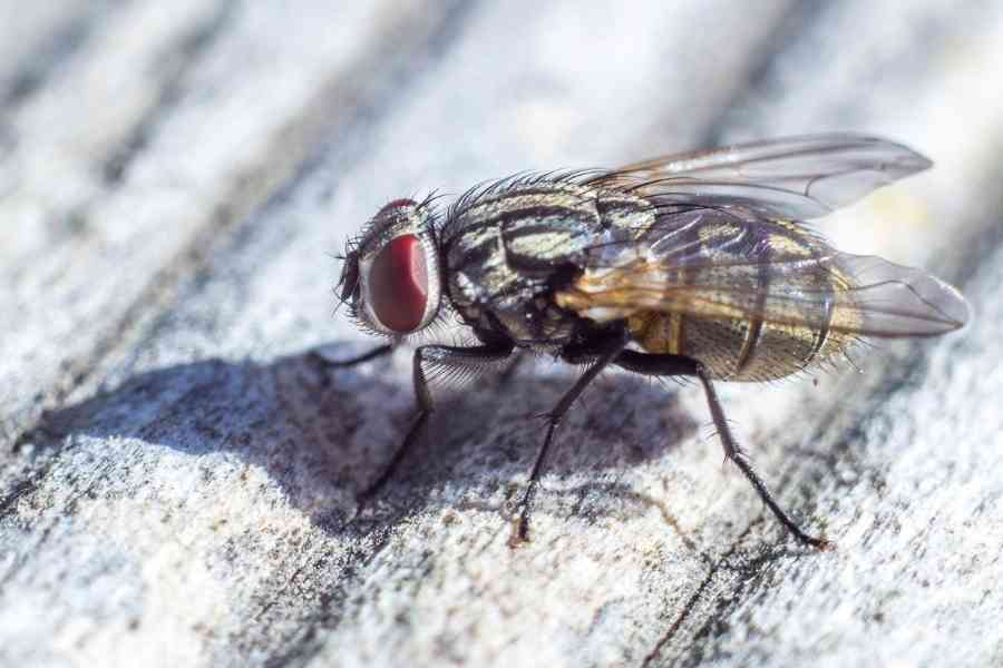 How to Get Rid of Flies Inside Your House Instantly - A-Z Animals