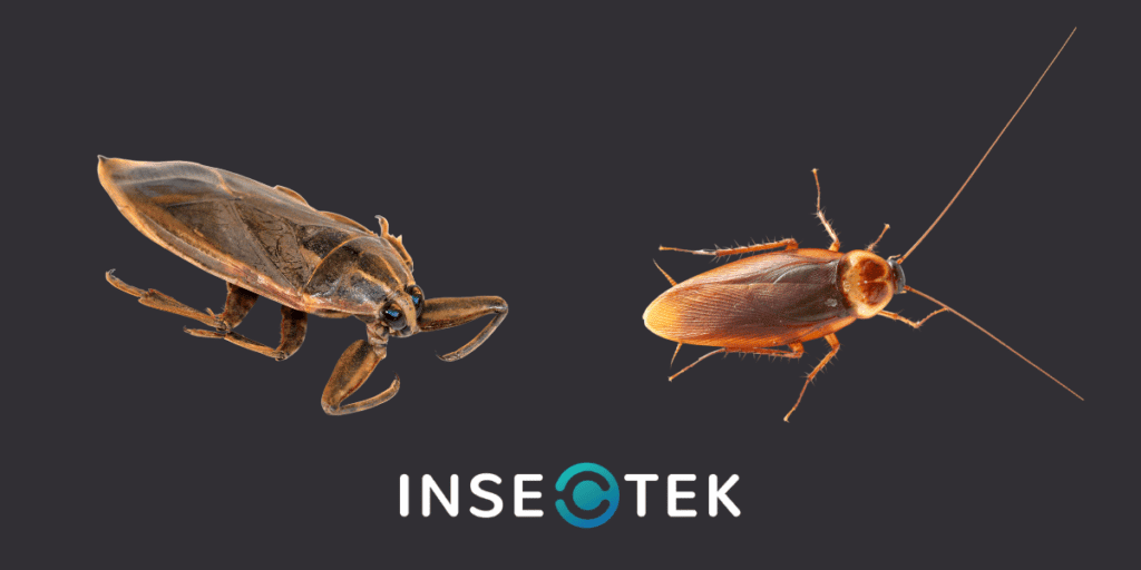 Water Bug vs. Cockroach What is Infesting Your Home? Insectek Pest