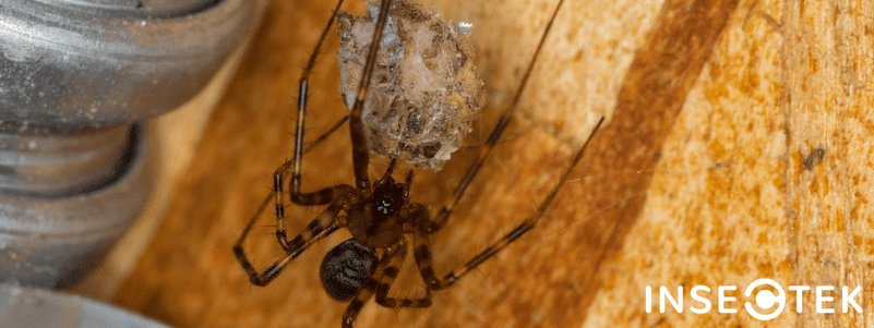 What's Inside A Spider's Egg Sac This Time Of Year May Surprise You!