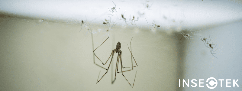 house spider eggs sac