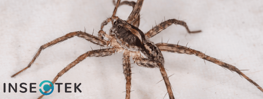 Are Wolf Spiders Dangerous? - Insectek Pest Solutions