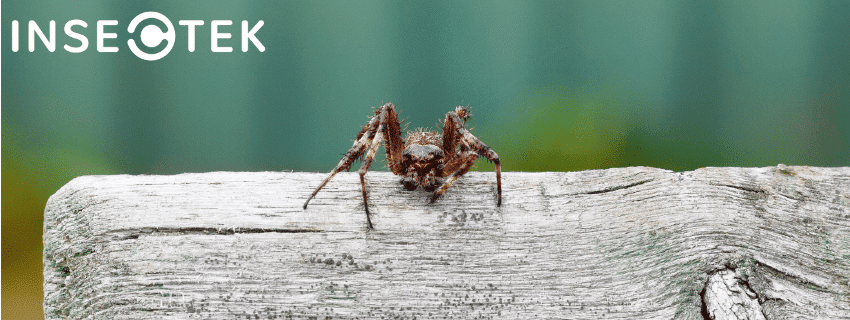 What Are Wolf Spiders & Are They Dangerous