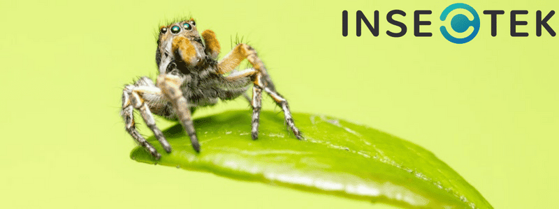 Are Jumping Spiders Poisonous? - Insectek Pest Solutions