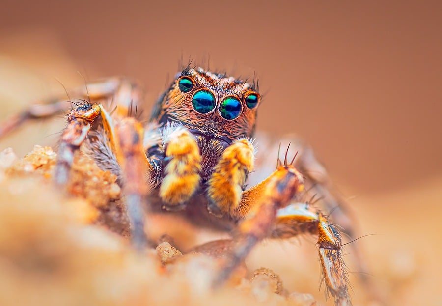 Are Jumping Spiders Poisonous? Insectek Pest Solutions