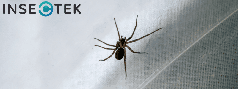 Control of Brown Recluse Spiders - Insects in the City