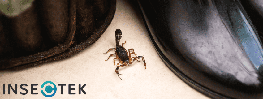5 Steps To Take When You Find a Baby Scorpion in Your House