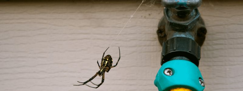 Identifying Spiders Found in Your Home - Insectek Pest Solutions